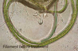 Cell before Green Lightning Treatment